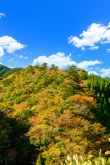 日本の秘境「五家荘・梅の木轟公園・樅木河合場線からの紅葉風景」標高1300～1700ｍ Japan's unexplored region 