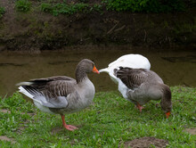 Greylag Geese And Snow Goose Grazing By A Stream