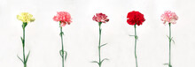 Different Color Of Carnations Isolated On White Background