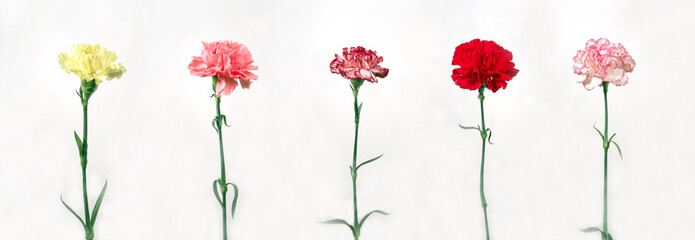 different color of carnations isolated on white background