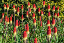 Bright Red And Yellow Flowers Called Kniphofia Flamenco, Are Also Known As Red Hot Poker