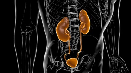 Wall Mural - Human Urinary System Kidneys with Bladder Anatomy For Medical Concept 3D Rendering