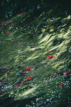 落ち椿 - The Camellias Lay Scattered On The Moss Ground , Japanese “Wabi” And  “Sabi” , Beauty Of Impermanence