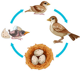 Life cycle of bird on white background