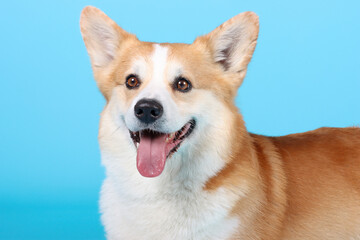 Wall Mural - Welsh corgi Pembroke in blue background