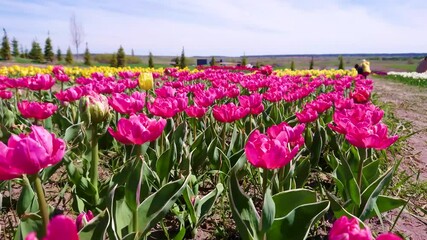 Wall Mural - The rows of purple and yellow tulips in a tulip field