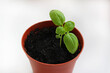 Growing seedlings at home. Basil sprout grows in a pot on a windowsill