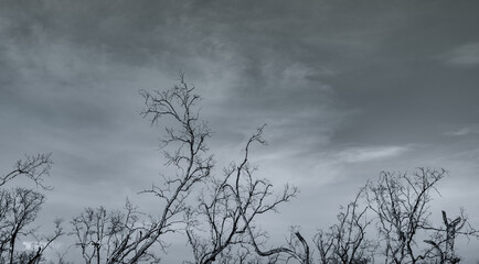 Wall Mural - Silhouette dead tree on dark dramatic sky and white clouds background for a peaceful death. Despair and hopeless concept. Sad of nature. Death and sad emotion background. Dead branch unique pattern.