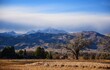 Panoramic view of long's peak and cottonwood trees on a winter afternoon from  the teller farms trail,  in eastern boulder county, colorado