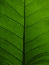 Taro Plant Leaf, The Venation Pattern, Green Colour, Background Image