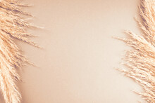 Beige Neutral Background With Pampas Grass Plume