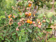 Aiselu (Rubus ellipticus) berries on shrub
