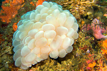 Bubble Coral, Stony Coral, Plerogyra Sinuosa, Lembeh, North Sulawesi, Indonesia, Asia