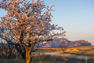 Sticker - Blooming almonds