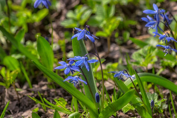 bright blue spring flowers