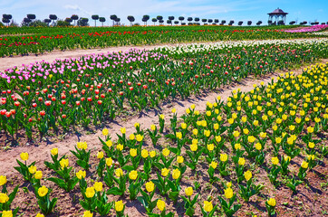 Wall Mural - The gentle hilly landscape of a tulip field