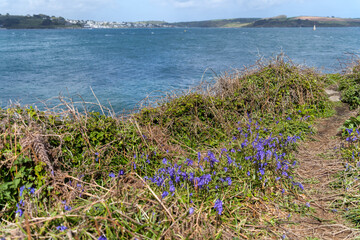 Bluebells flowering in springtime along the coast at Pendennis Point near Falmouth