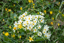 A Patch Of Pale Yellow Wild Primrose, Primula Vulgaris, Growing On A Grassy Bank With Brighter Yellow Lesser Celandines Ficaria Verna