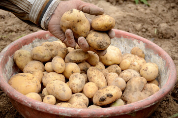 Canvas Print - Farmer hand with freshly harvested potatoes