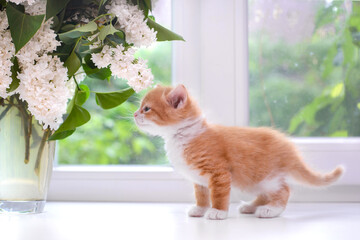 Poster - Cute red kitten looks at lilac on the windowsill