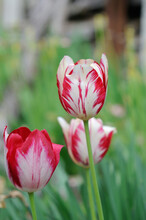 Pink White Tulips In A Spring Garden Closeup. Shallow Depth Of Field
