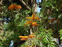 Australian Silver Oak, Or Grevillea Robusta Tree, Orange Flowers
