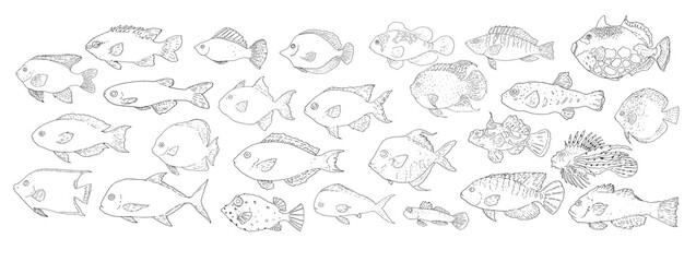 Wall Mural - Vector sketch set of sea and river fish. Hand-drawn different types of edible and ornamental fish, different shapes black outline in sketch style on white background for design template, menu signage,