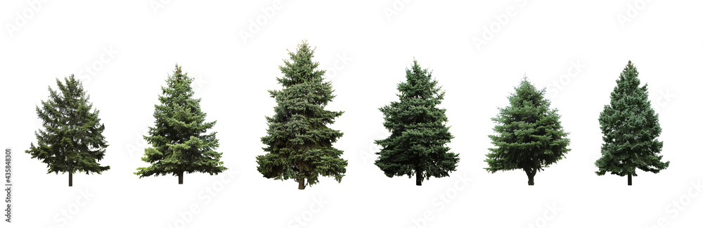 Beautiful evergreen fir trees on white background, collage. Banner design - obrazy, fototapety, plakaty 