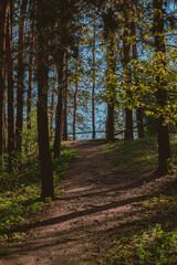 Wall Mural - Beautiful dark forest with thin trees, a road going through it, and green grass