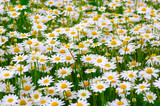White daisy on  field