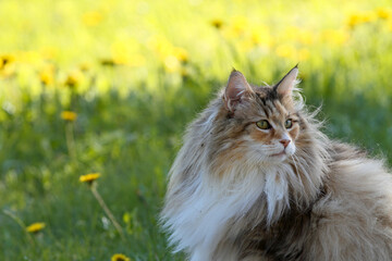 Wall Mural - Norwegian forest cat resting in garden in the evening