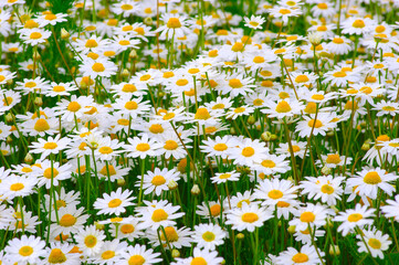 Wall Mural - white daisy on field