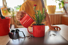 Preteen Girl Helping To Care For Home Plants And Replanting Green Blooming Flowers Into Red Mug, Plant Parents Concept, Home Floral Decor, Potted Green Plants At Home