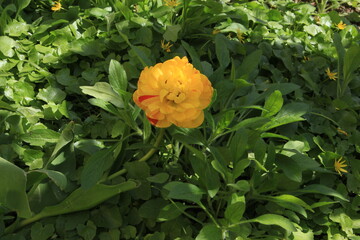 Sticker - Bright yellow flower adorn the spring flower beds in the park