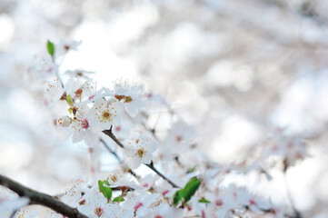 White spring flowers