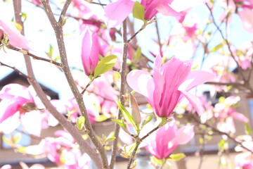 Sticker - Delicate pink flowers bloom on a magnolia tree in a spring park