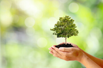 Trees are planted on the ground in human hands with natural green backgrounds, the concept of plant growth and environmental protection.