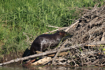 Poster - Beavers doing repairs on lodge roof in evening light in conservation area in spring
