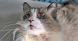 Allergic skin diseases in domestic cats. cat's wound from dermatitis. Skin diseases in cats. Cat pimples. Atypical dermatitis in a domestic cat. Feline Allergies in Cats
