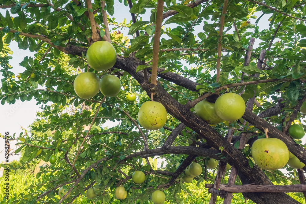 Cerbera Odollam or Suicide fruits on tree is a Thai herbs with properties  is Peel used