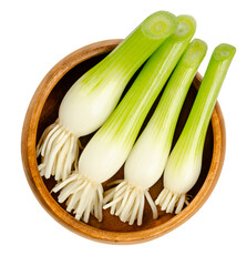 Wall Mural - Fresh scallion bulbs, in a wooden bowl. Group of green onions, also called spring onions or sibies. Vegetable with mild onion taste, can be eaten raw or cooked. Close-up from above, macro, food photo.