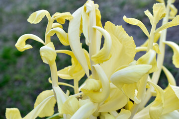 Wall Mural - Yellow sprouted cabbage close-up in the garden