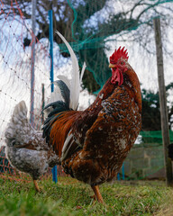 Sticker - Vertical shot of chickens in the coop