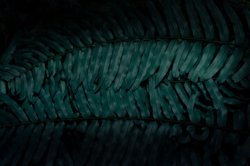 Wall Mural - Fern leaves texture background Blue tone dark at phuket Thailand.