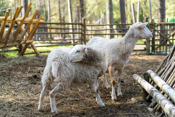 Wall Mural - Sheep in the corral on the farm