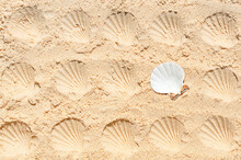 Seashell Prints In The Sand