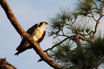 osprey bird in a tree