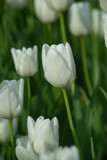Fototapeta Tulipany - blooming tulips in the park