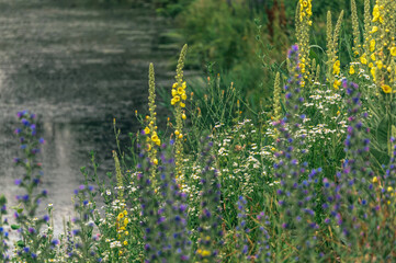 Canvas Print - Summer landscape. Flowering field and river	