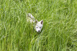 ein hund geht durch den gras
